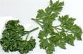 Petroselinum Crispum